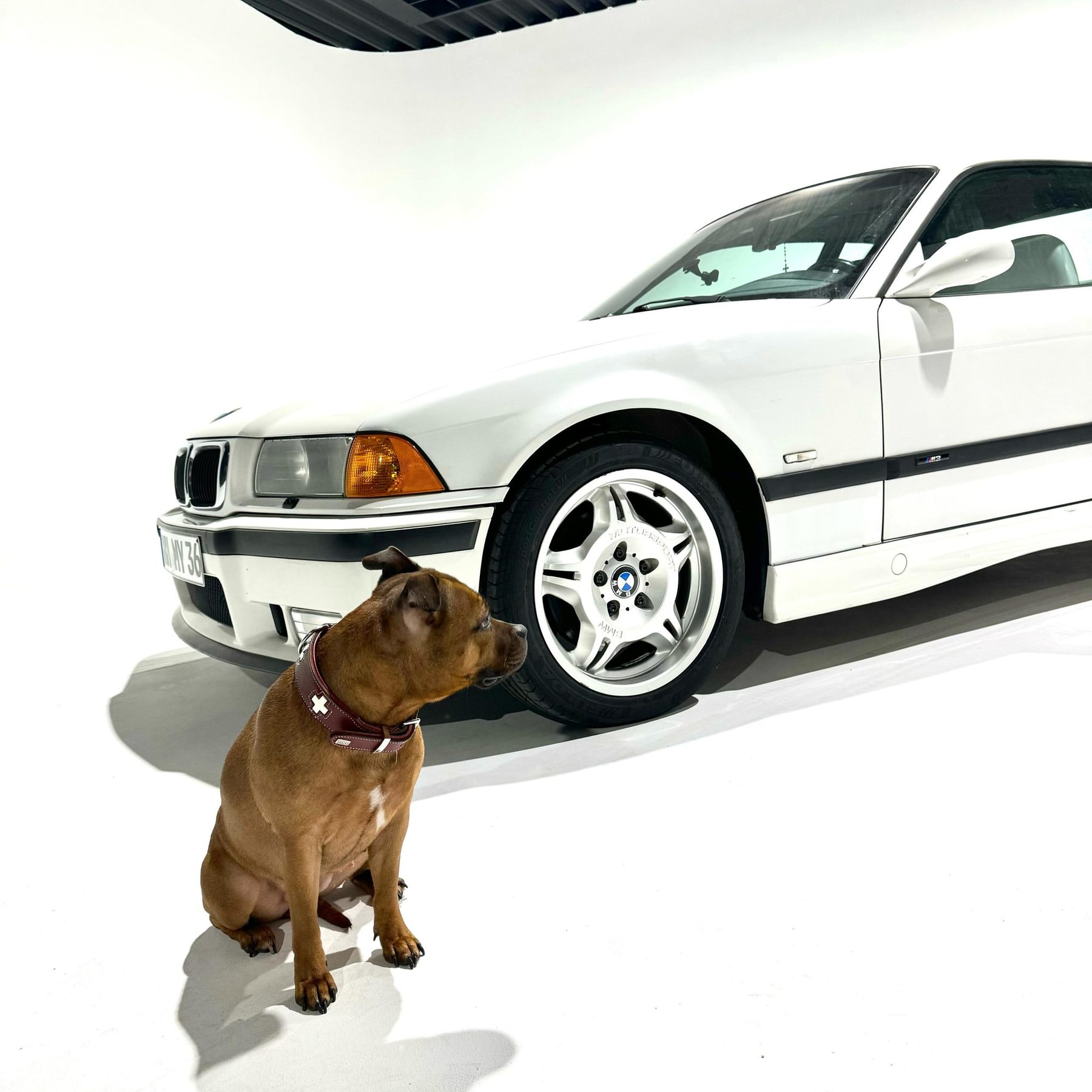Staffordshire Bullterrier sitzt vor dem weißen BMW in der Hohlkehle